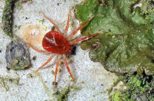 Réf. 94 613 : Anystis sp.