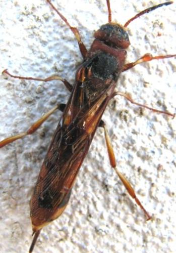 Tremex fuscicornis