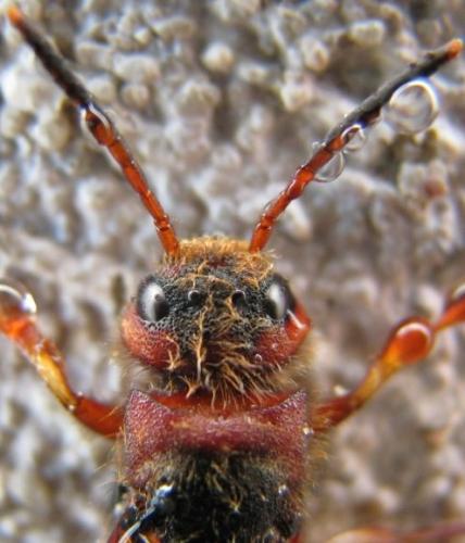 Tremex fuscicornis