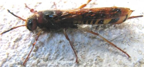 Tremex fuscicornis