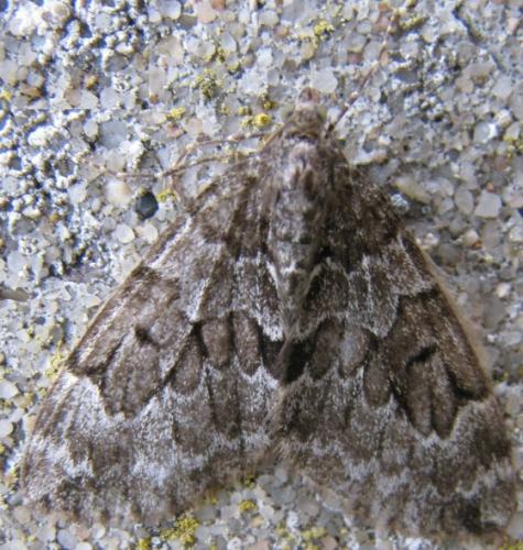 Thera sp.