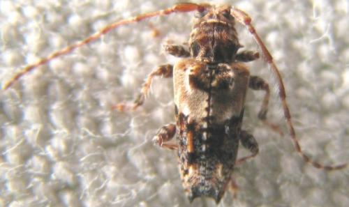 Pogonocherus hispidus