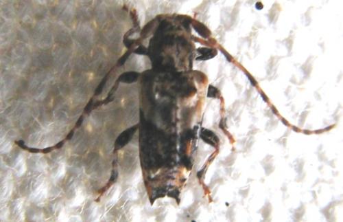 Pogonocherus hispidus