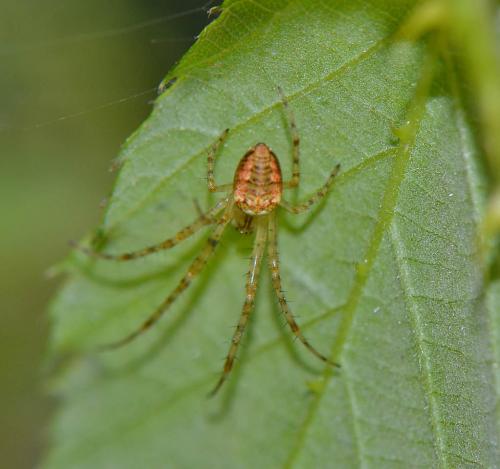 Metellina sp.