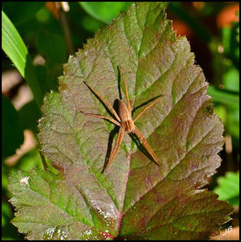 Pisaura mirabilis