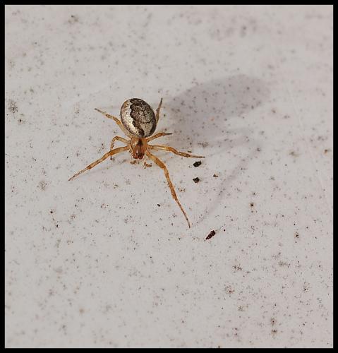 Zygiella x-notata