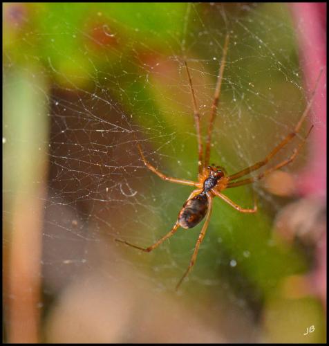 Linyphia sp.
