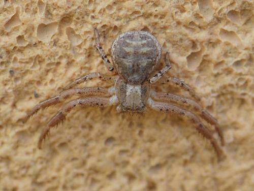 Xysticus sp.