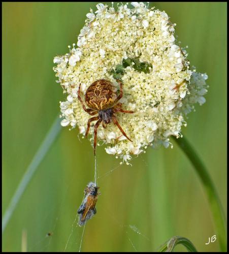 Agalenatea redii