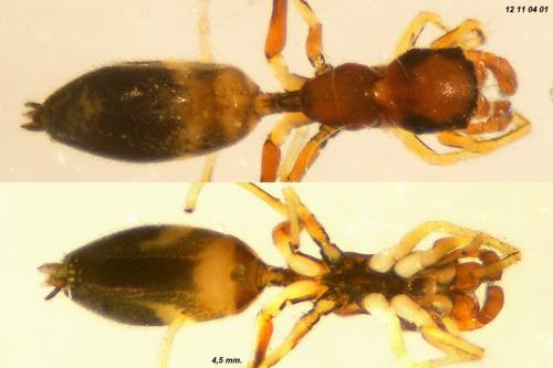 Myrmarachne sp.