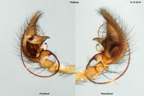 Iwogumoa dicranata