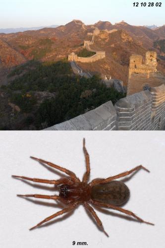 Iwogumoa dicranata