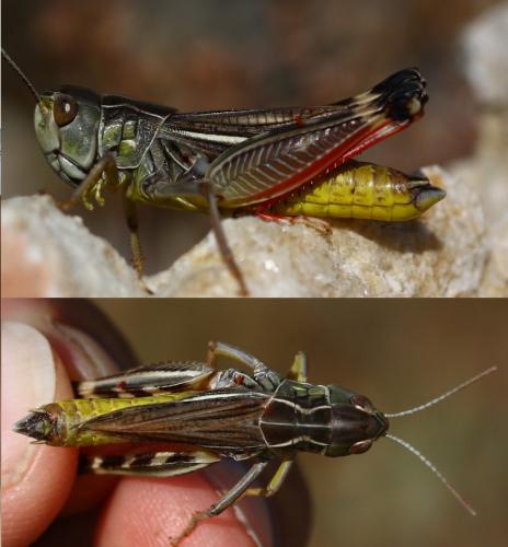 Arcyptera brevipennis vicheti