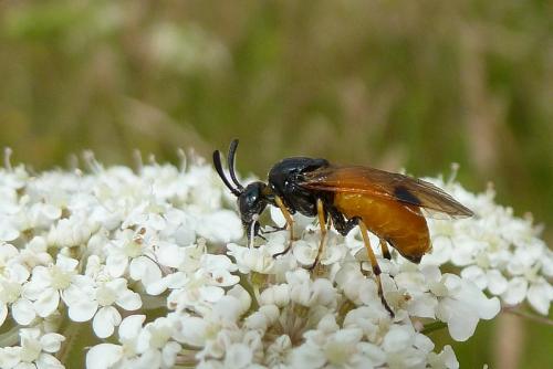 Réf. 94 528 : Arge cyanocrocea