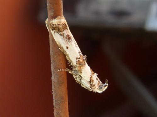 Réf. 94 350 : Asalebria geminella