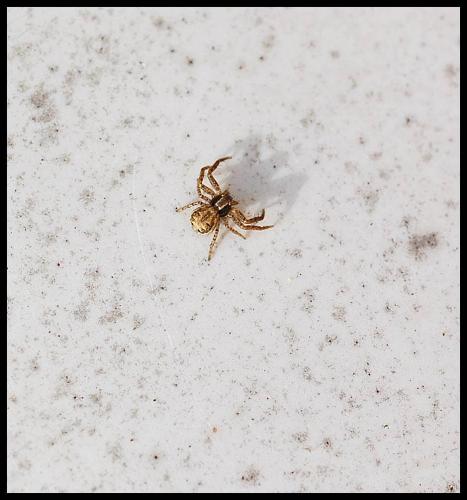 Xysticus sp.