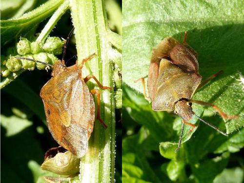 Carpocoris melanocerus