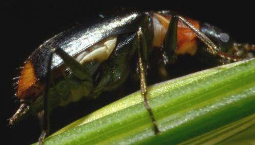 Axinotarsus pulicarius