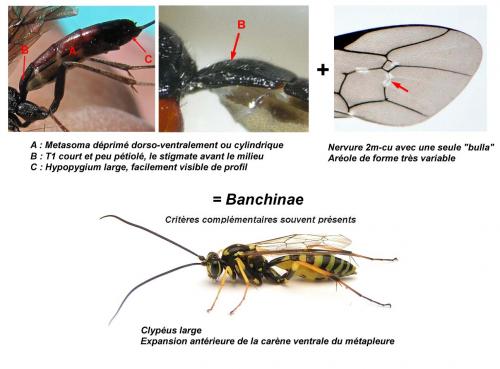 Réf. 94 716 : Banchinae inconnu