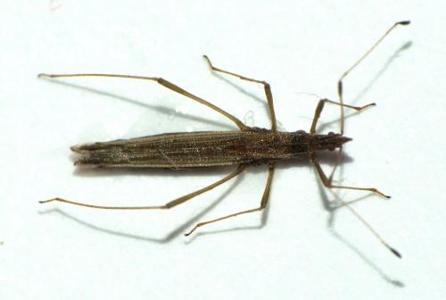 Berytinus clavipes