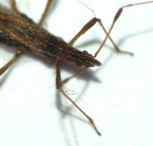 Berytinus clavipes