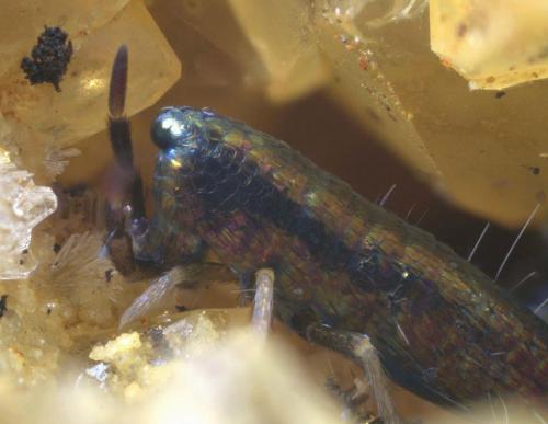 Réf. 94 147 : Lepidocyrtus paradoxus