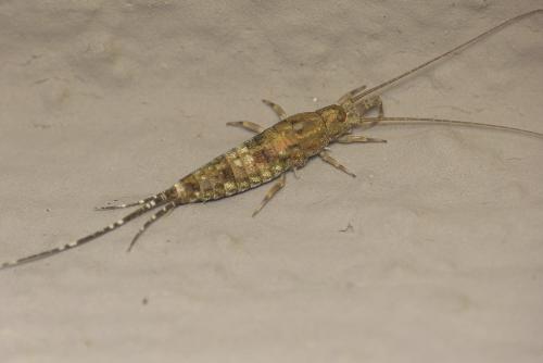 Petrobius sp.