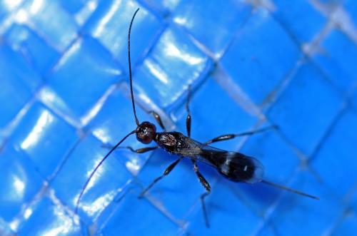Doryctinae