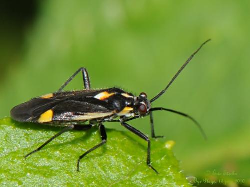 Capsodes sulcatus