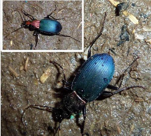 Chlaenius aeratus