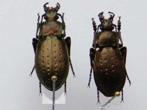 Réf. 94 874 : Carabus fairmairei