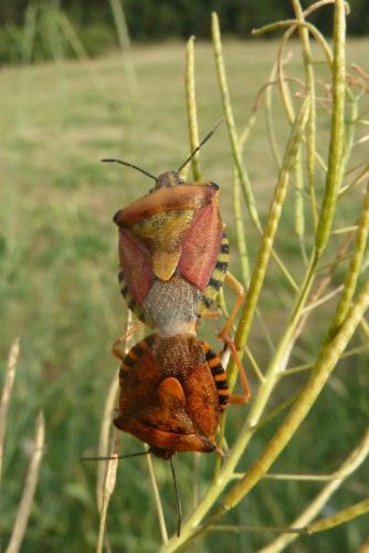 Réf. 94 784 : Carpocoris pudicus