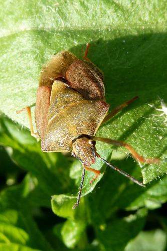 Carpocoris melanocerus