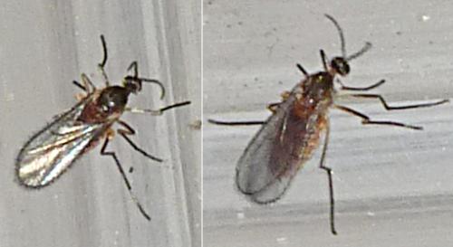 Dasineura sisymbrii