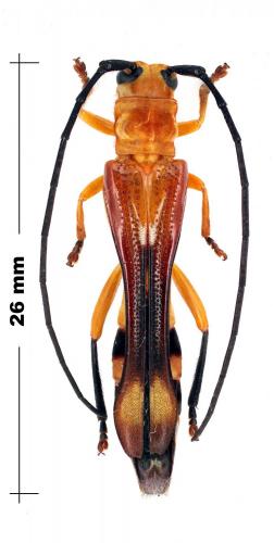 Réf. 94 860 : Leuconitocris patricia