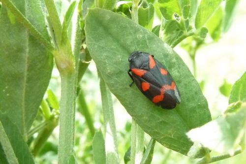 Cercopis sanguinolenta