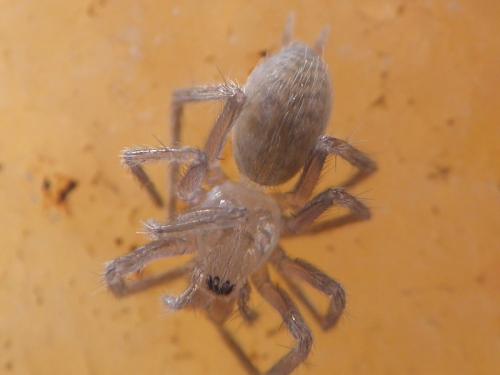 Réf. 94 866 : Tegenaria sp.