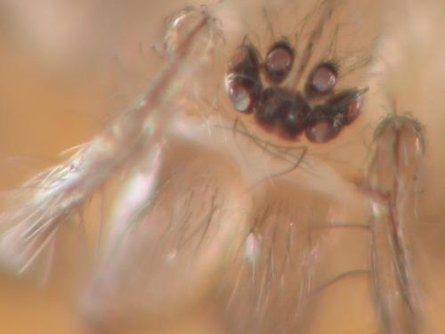 Tegenaria sp.
