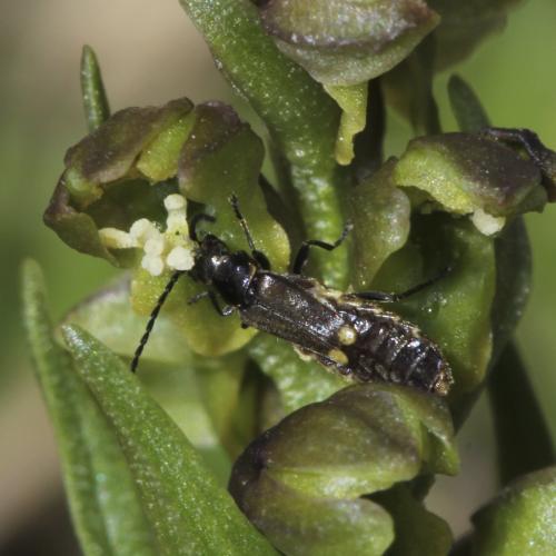 Réf. 94 729 : Malthodes trifurcatus atramentarius