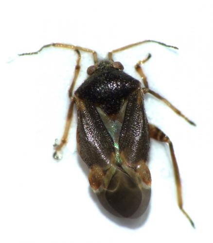 Charagochilus gyllenhalii