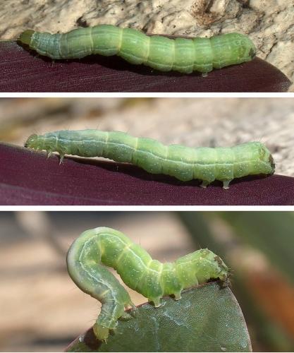 Réf. 94 459 : Chrysodeixis chalcites