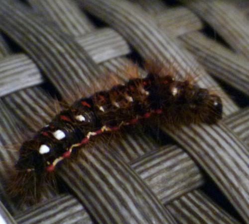 Acronicta rumicis