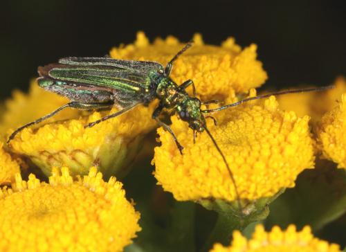 Oedemera nobilis