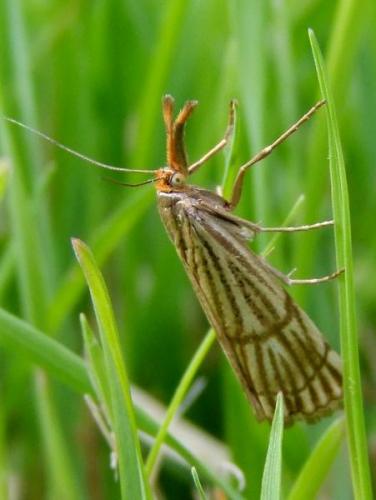 Réf. 94 293 : Chrysocrambus linetella