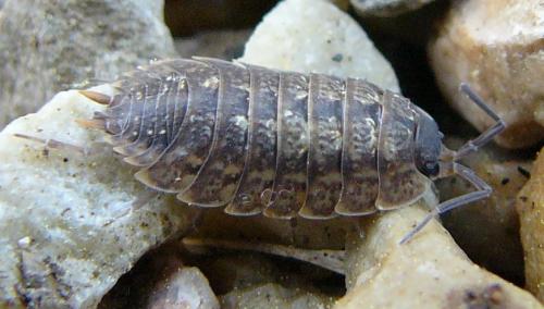 Porcellio monticola