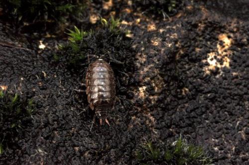 Philoscia muscorum