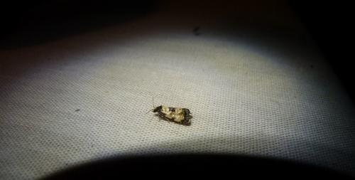 Réf. 94 934 : Cochylis dubitana