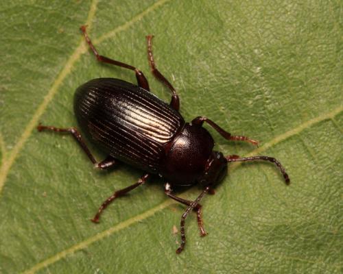 Réf. 94 226 : Nalassus dryadophilus