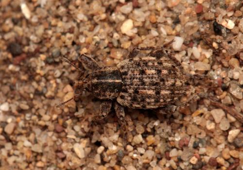 Réf. 94 227 : Brachypera crinita