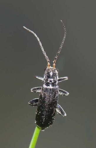 Réf. 94 790 : Cantharis tristis